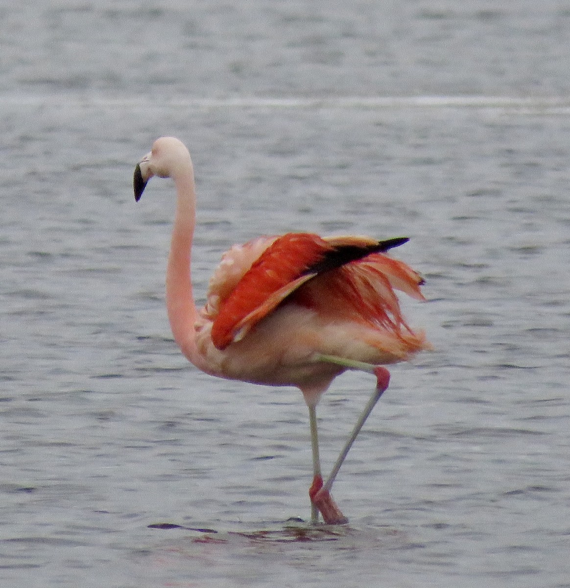 Chilean Flamingo - ML224188031