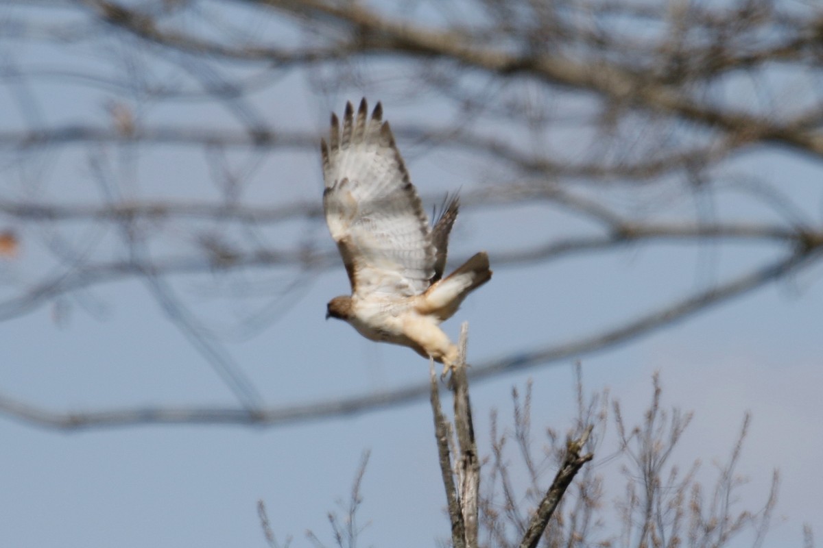 Red-tailed Hawk - ML224196431