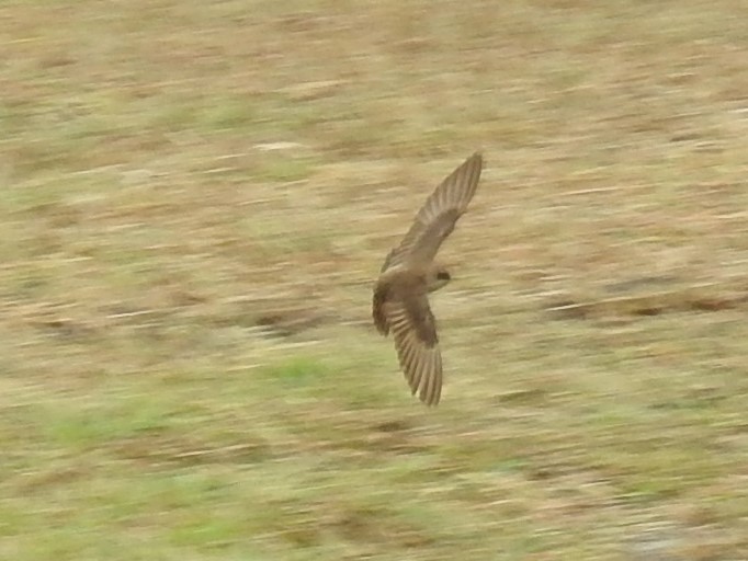 Northern Rough-winged Swallow - Dennis S Main