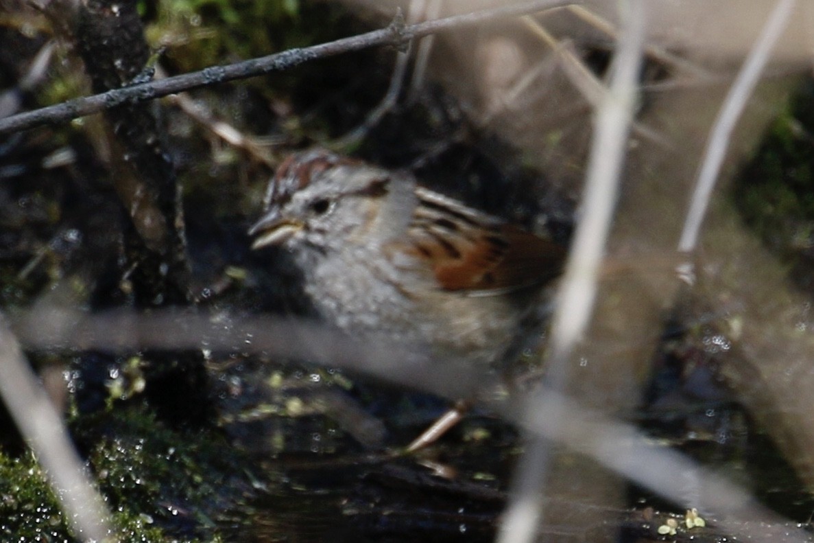 Swamp Sparrow - ML224197331