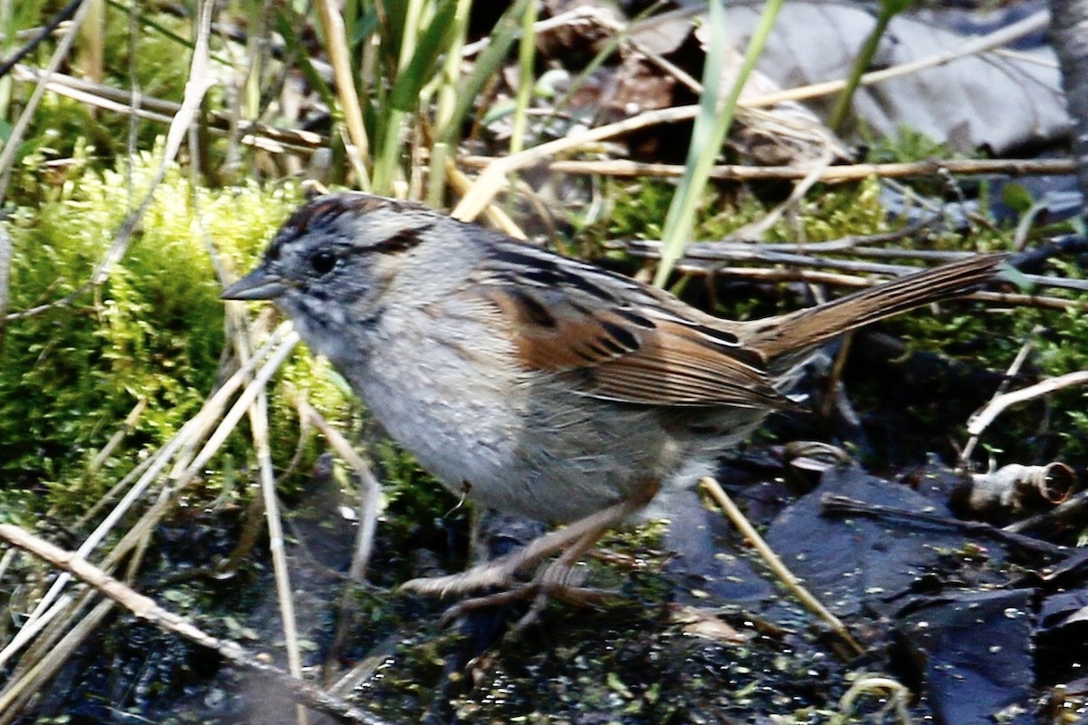Swamp Sparrow - Jeffrey Boland