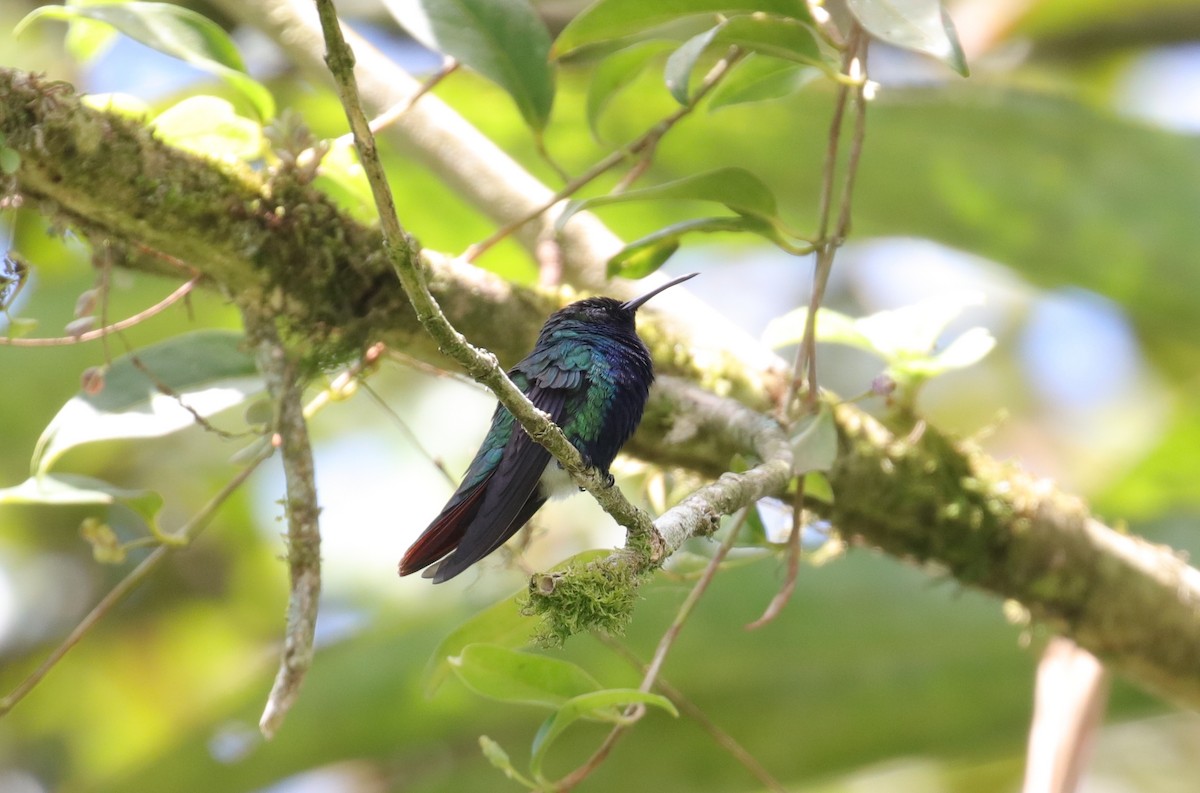 kolibřík tropický - ML224198911