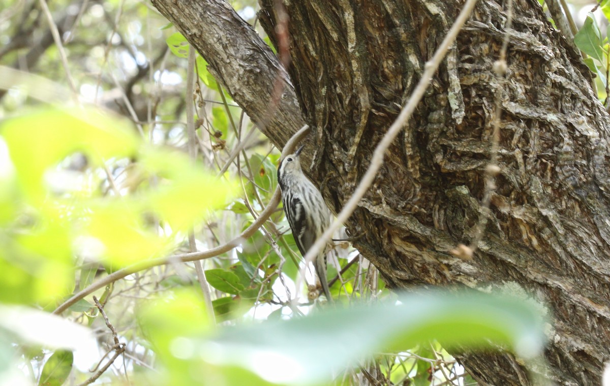 Black-and-white Warbler - ML224199001