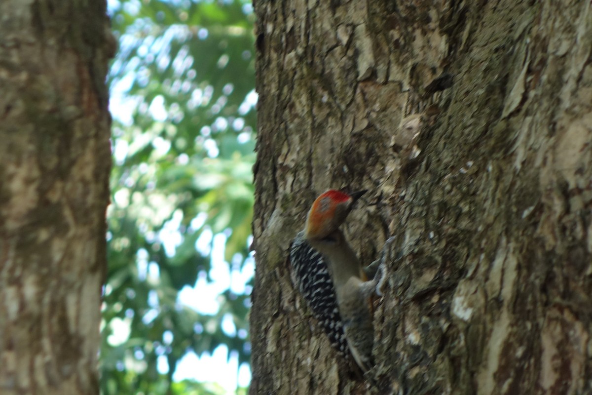 Red-crowned Woodpecker - ML224204431