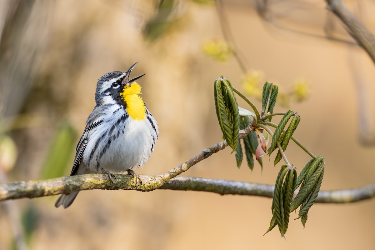 Yellow-throated Warbler - ML224206111