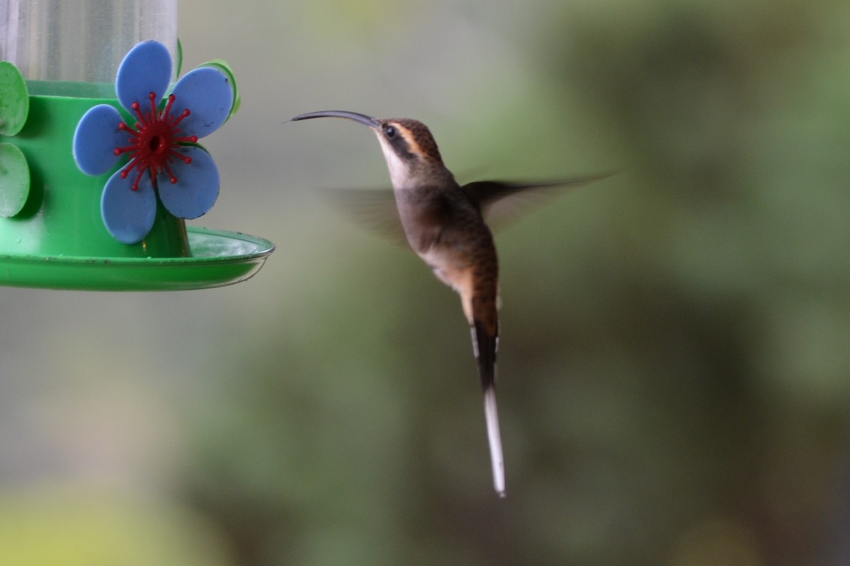 Scale-throated Hermit - ML224210471