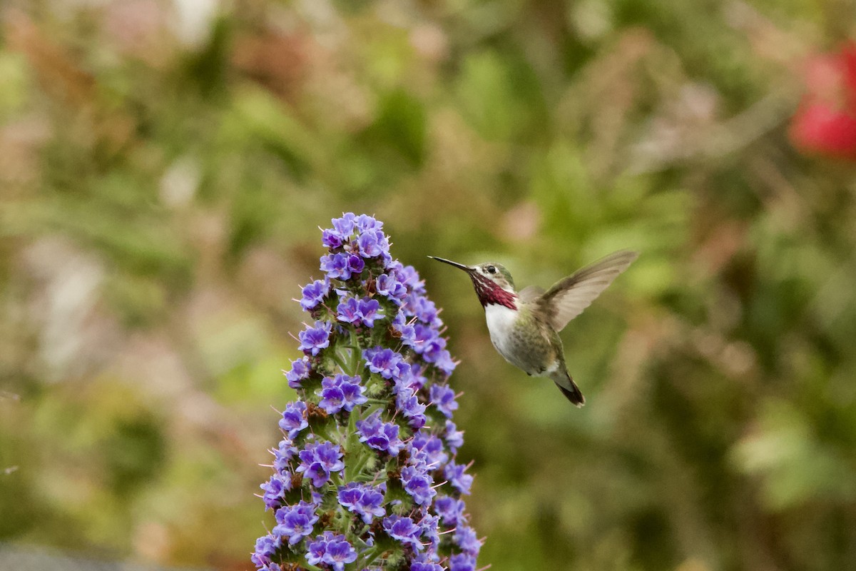Calliope Hummingbird - ML224212331