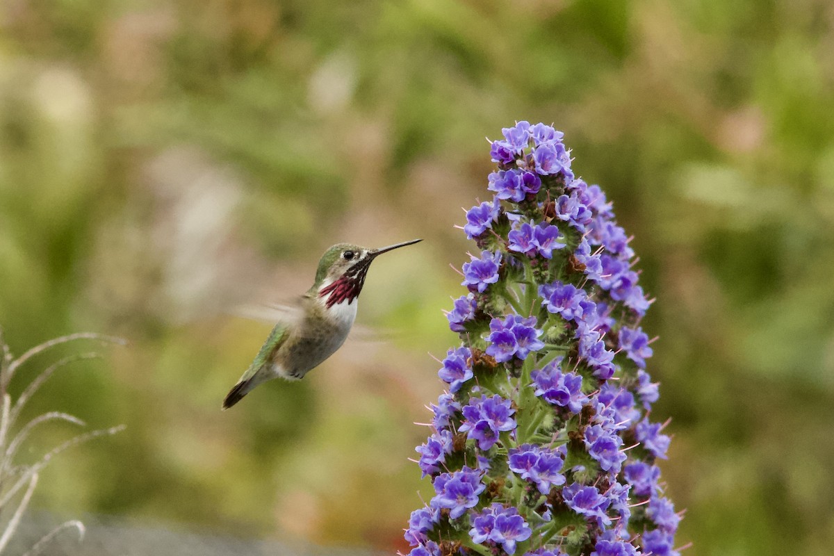 Calliope Hummingbird - ML224212341