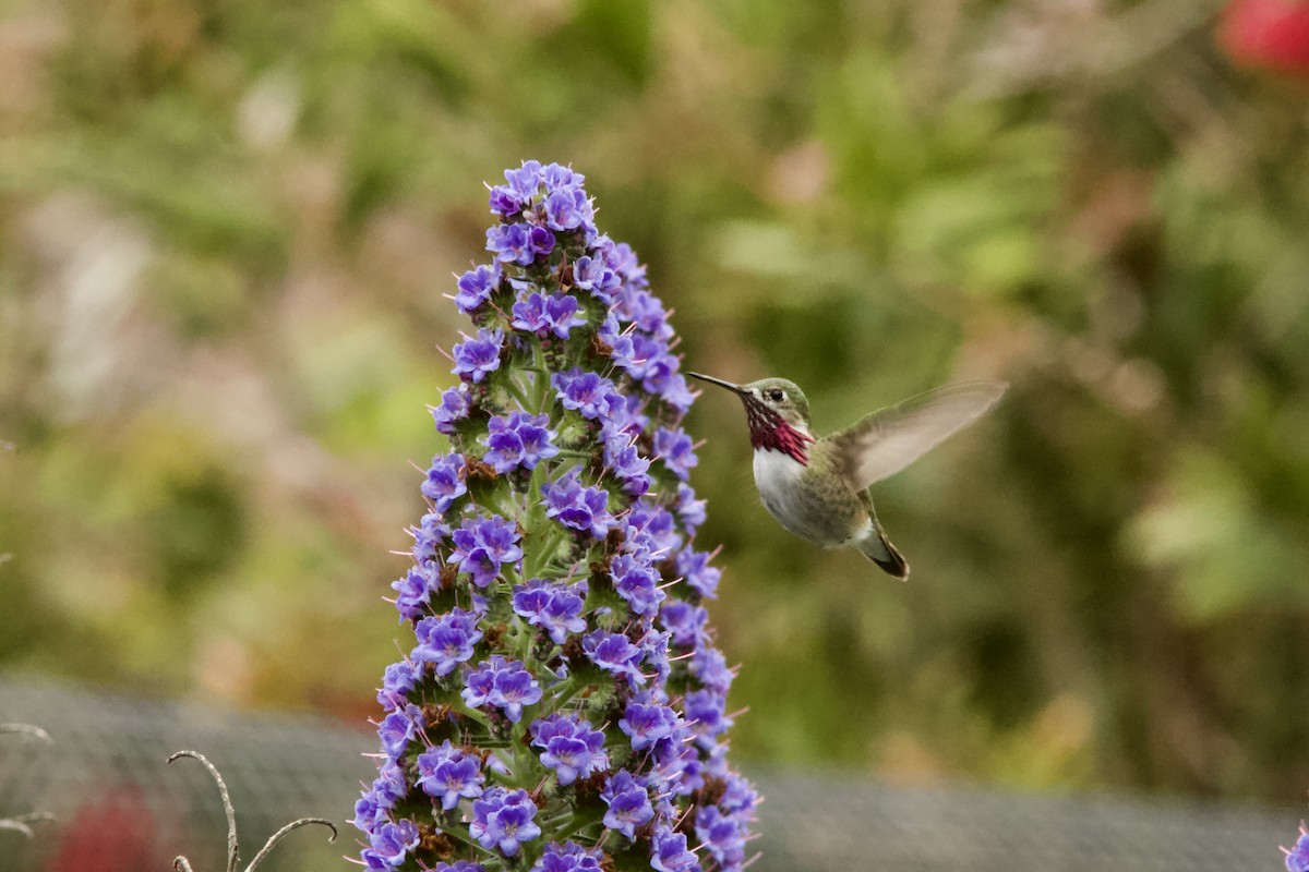 Calliope Hummingbird - Kenneth Skolnik