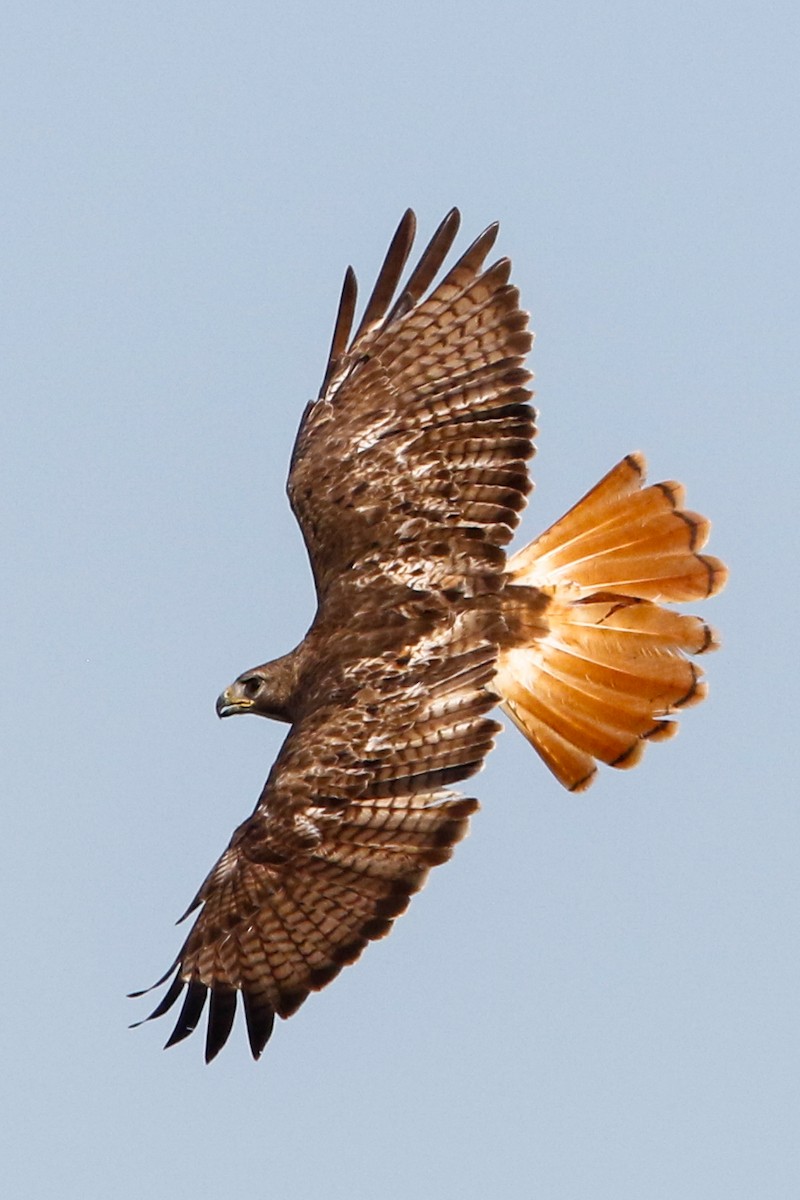 Red-tailed Hawk (fuertesi) - ML224212511