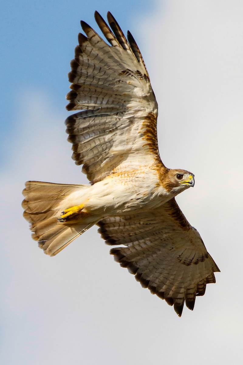 Red-tailed Hawk (fuertesi) - ML224213041