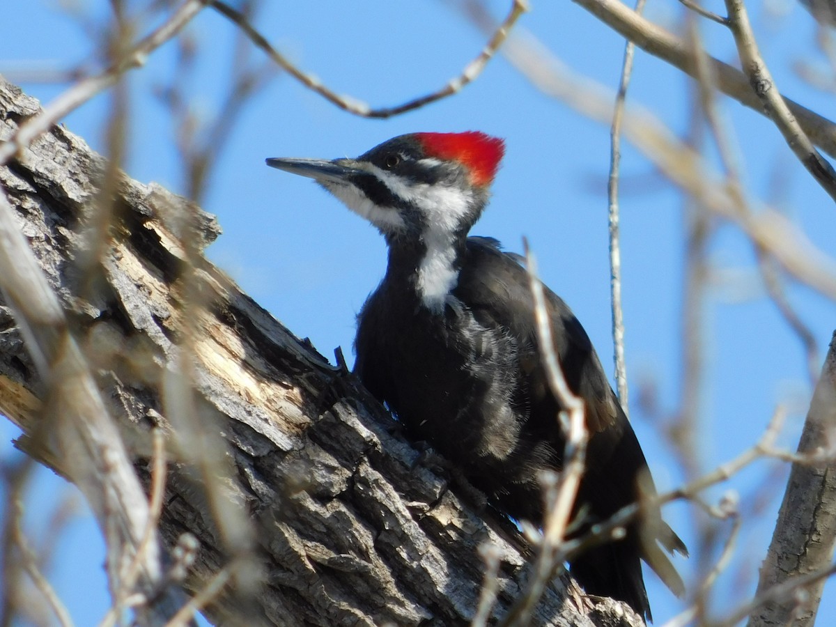 Pileated Woodpecker - Gail Fennell