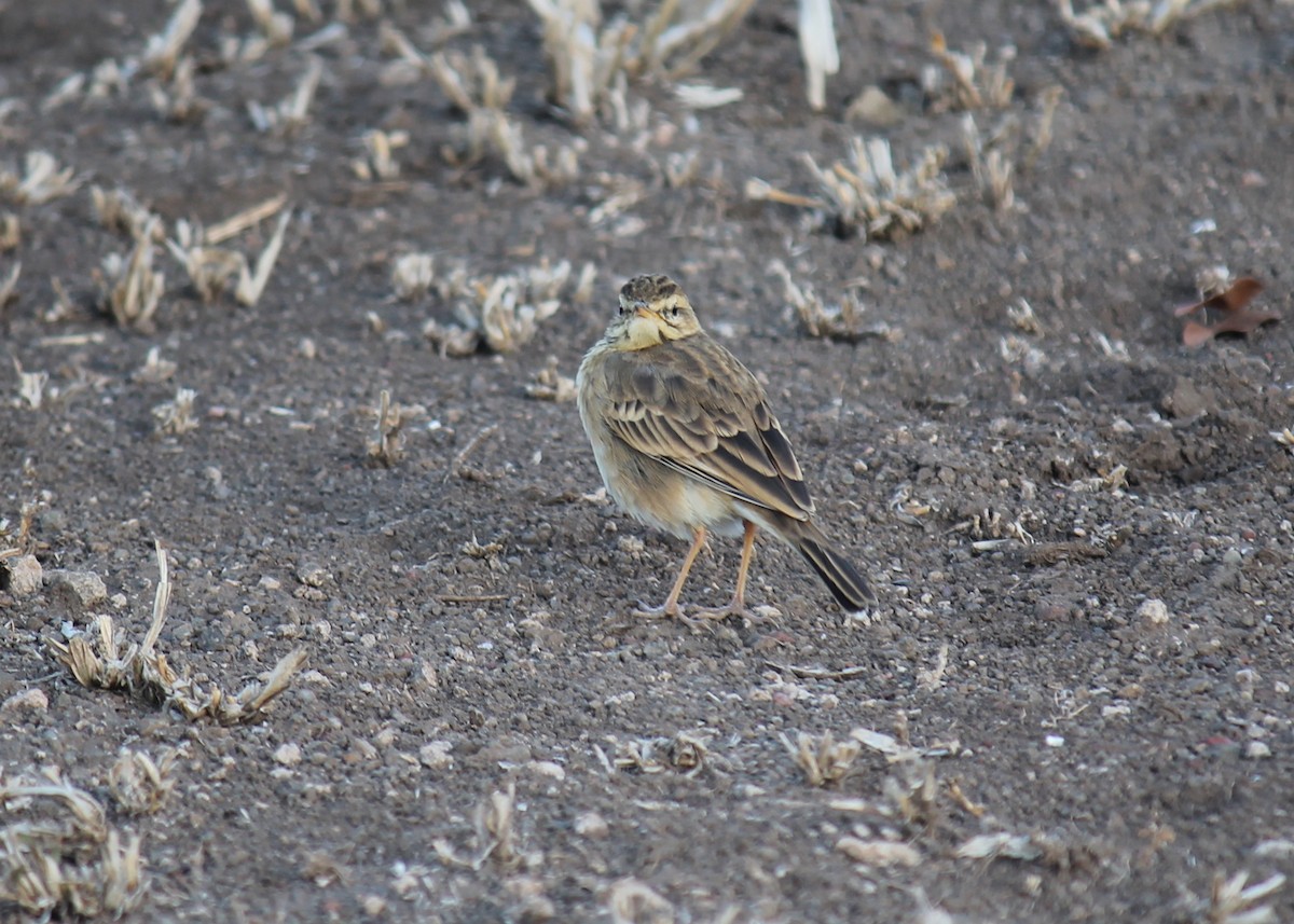 African Pipit - ML224221671