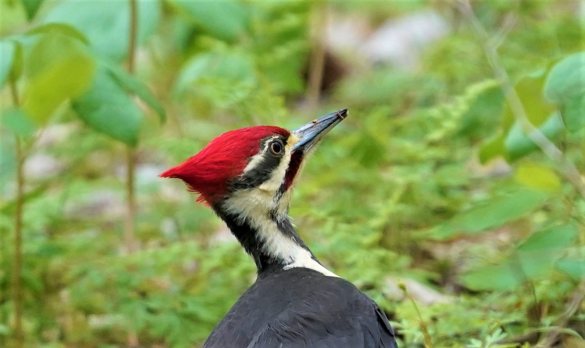 Pileated Woodpecker - Sunil Thirkannad