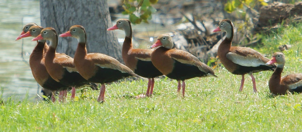 Black-bellied Whistling-Duck - Dave Smith