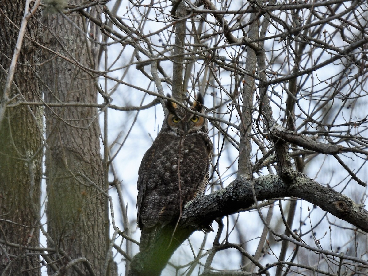 Great Horned Owl - ML224234431