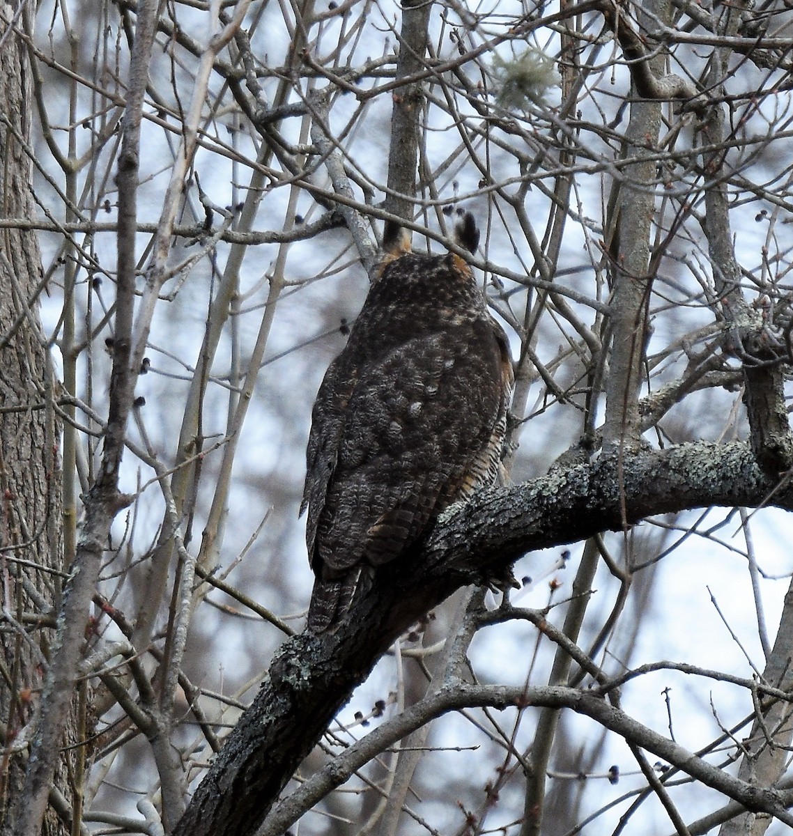 Great Horned Owl - ML224234531