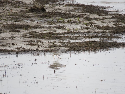 Lesser Yellowlegs Tringa flavipes Macaulay