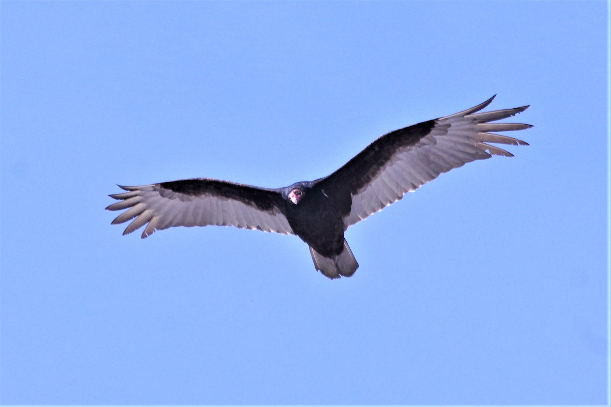 Turkey Vulture - ML224240461