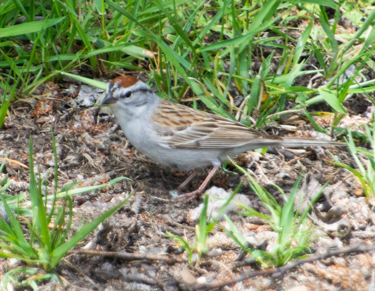 Chipping Sparrow - Vicki Robinson