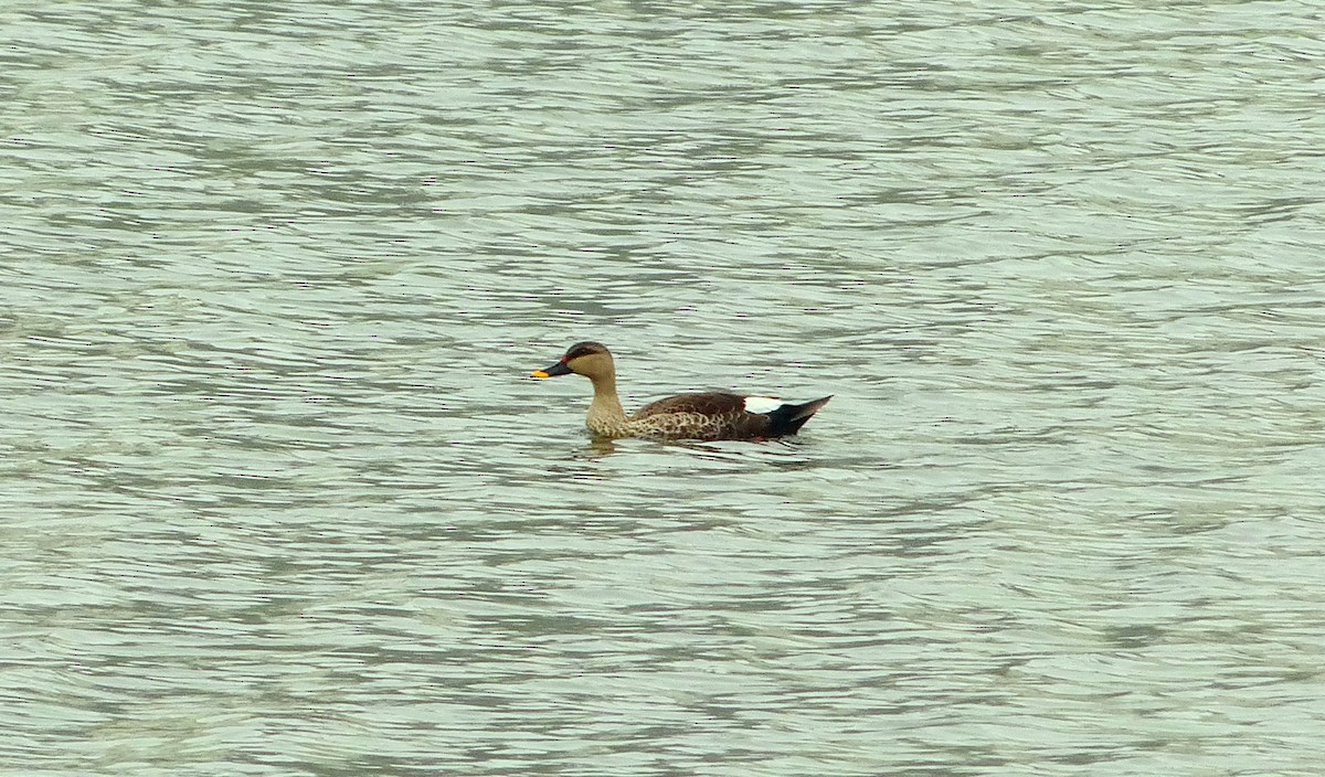 Indian Spot-billed Duck - ML22424591