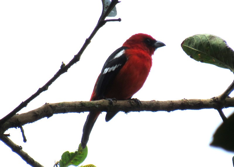 White-winged Tanager - ML224246651