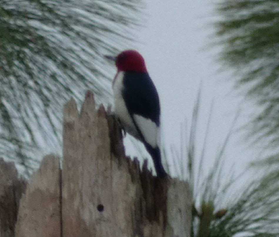 Red-headed Woodpecker - ML224246851