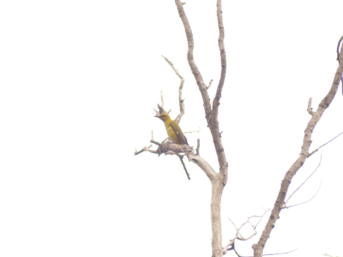 Indian Golden Oriole - ML22424831
