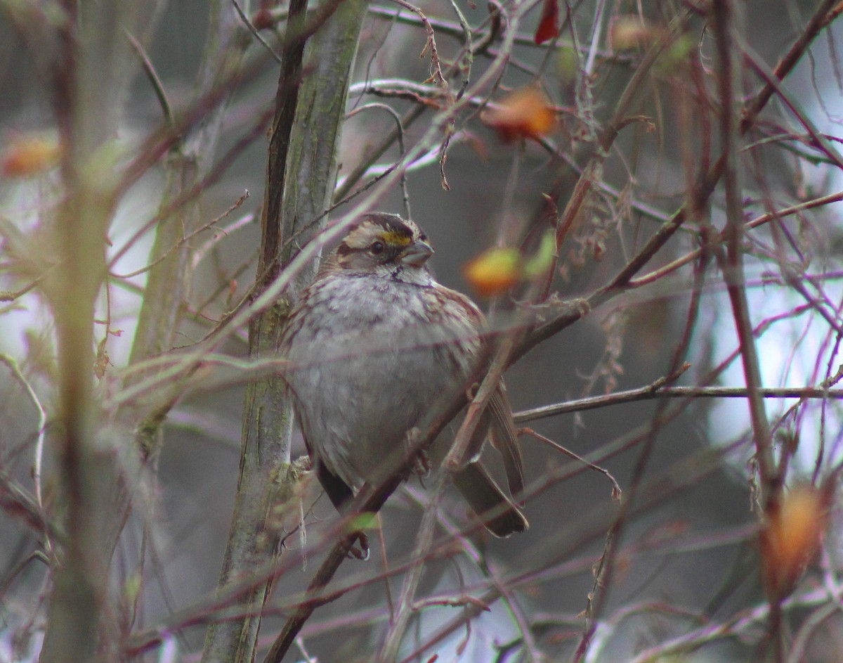 White-throated Sparrow - Paul Fenwick
