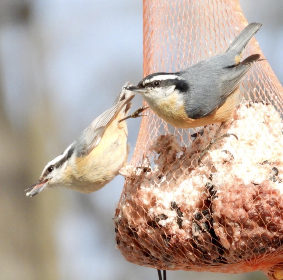 Red-breasted Nuthatch - ML224248991