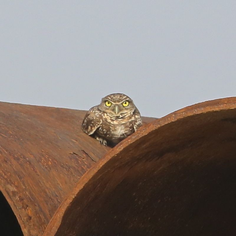 Burrowing Owl (Western) - Charles Lyon