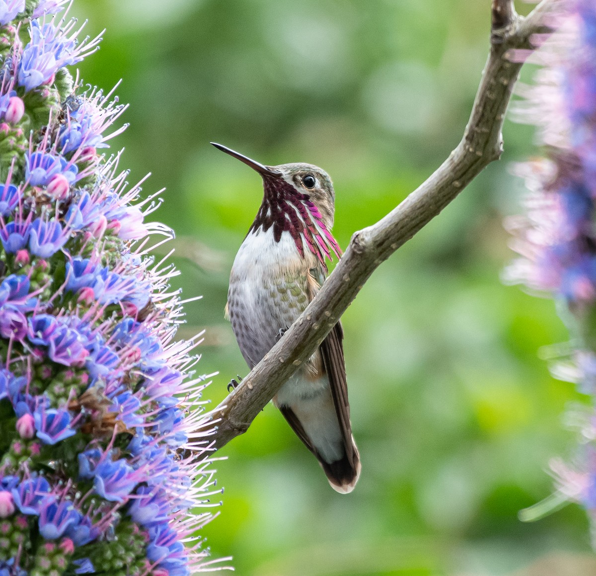 Calliope Hummingbird - ML224250561