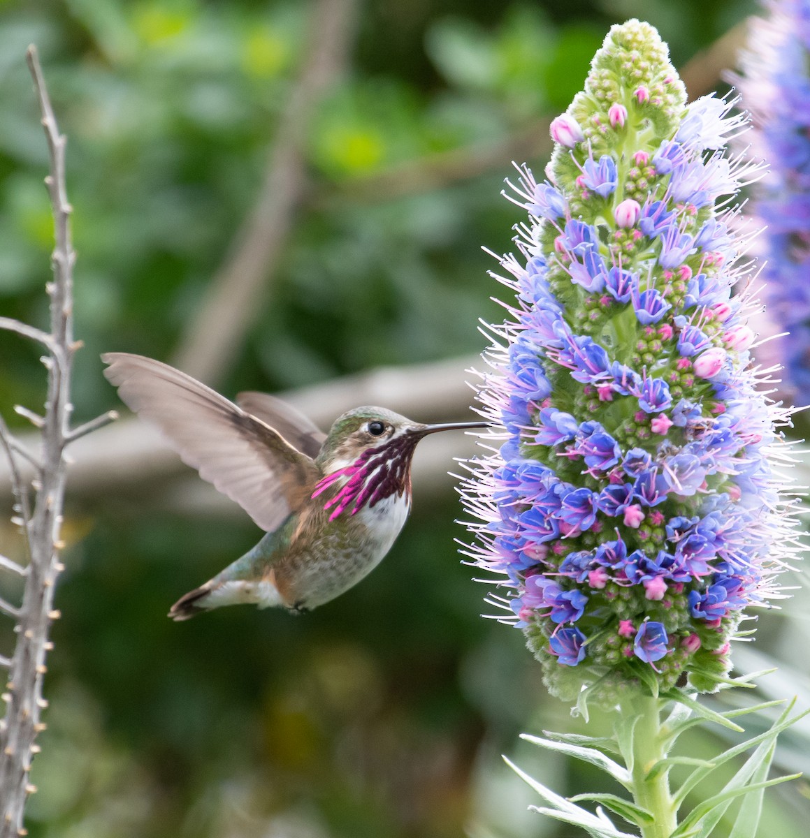 Calliope Hummingbird - ML224250571