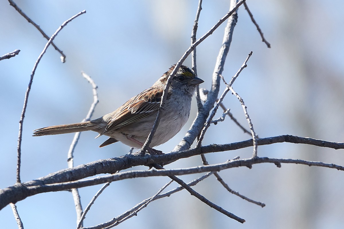 White-throated Sparrow - ML224255141
