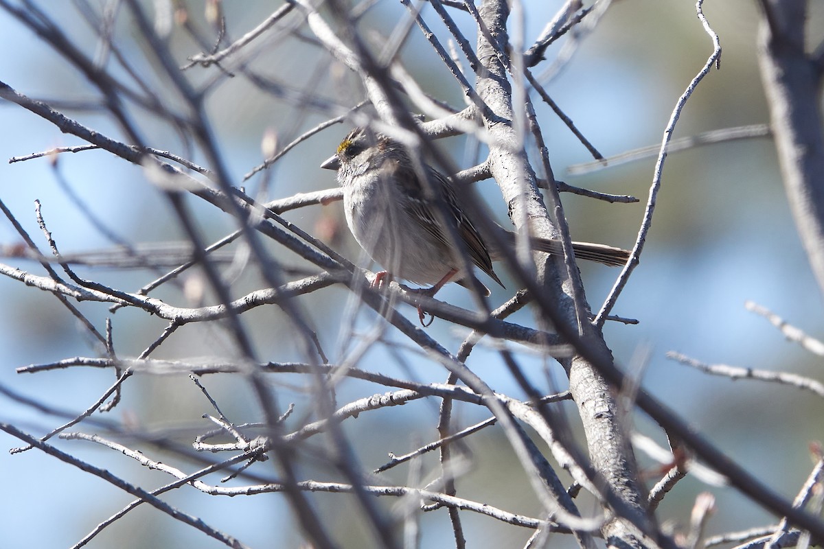 White-throated Sparrow - ML224255191