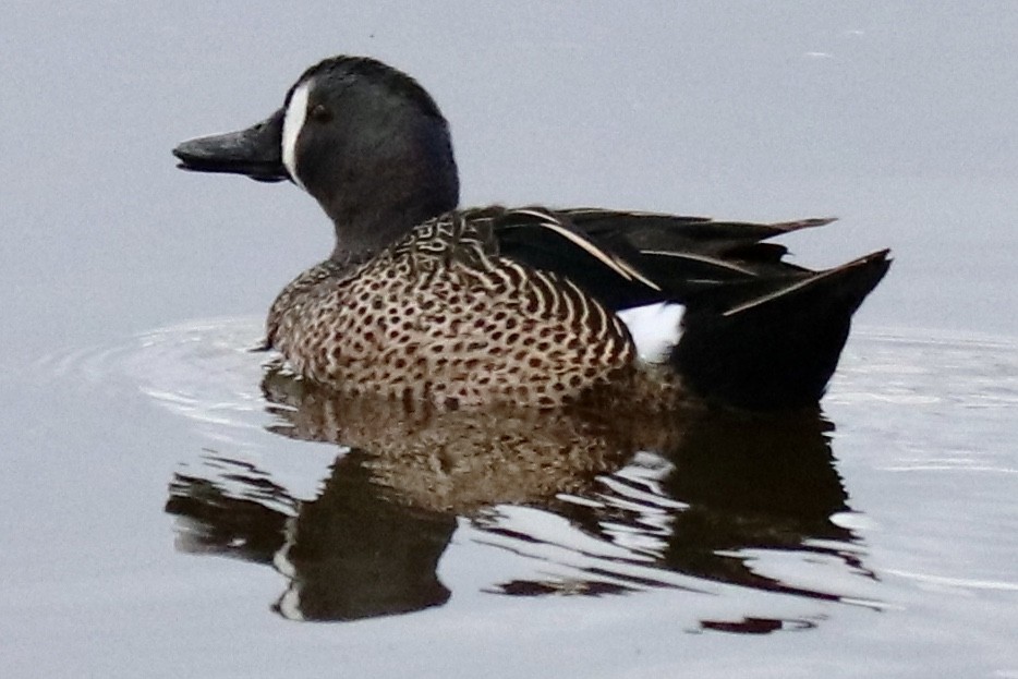 Blue-winged Teal - ML224258661