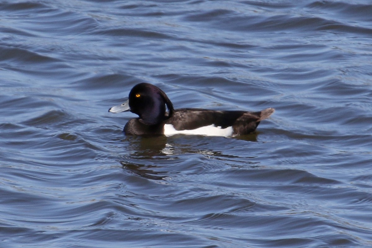 Tufted Duck - ML224262971