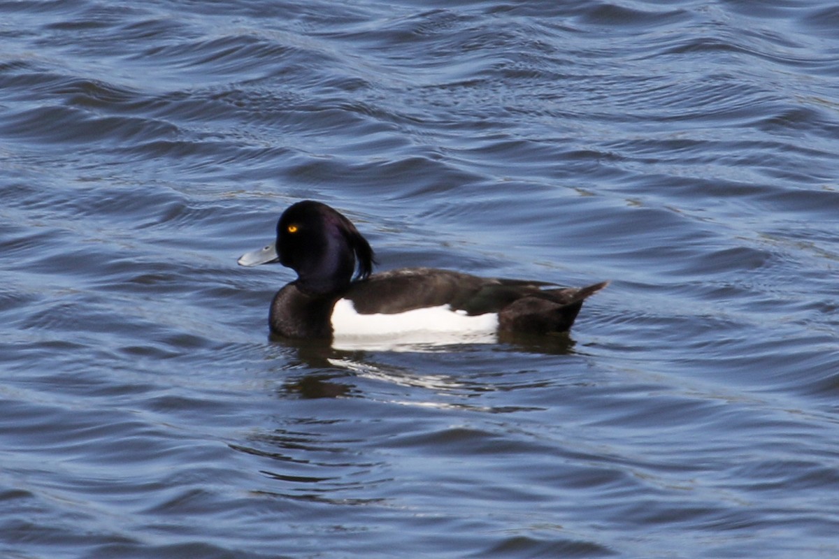 Tufted Duck - ML224263041