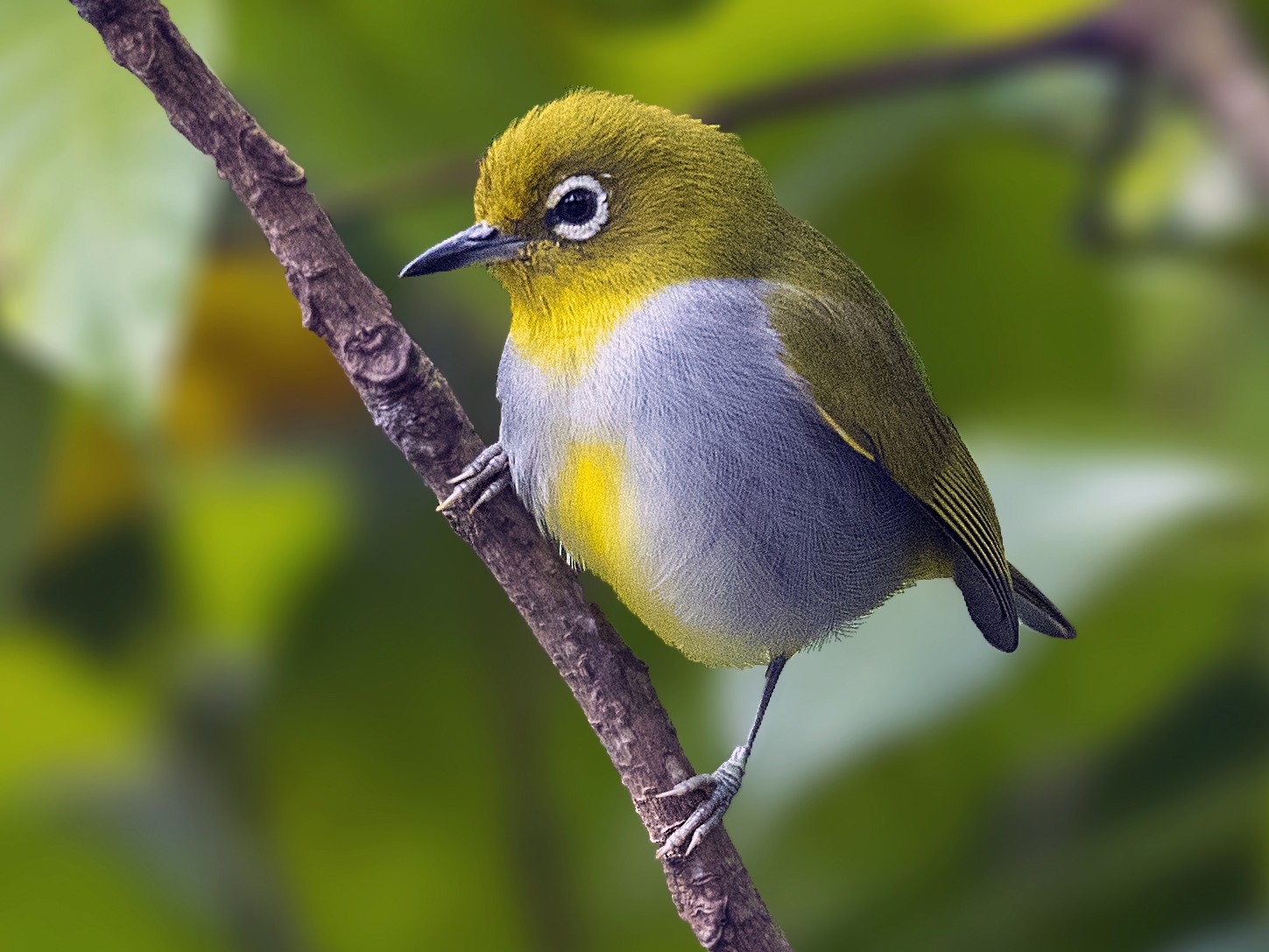 Everett's White-eye - eBird