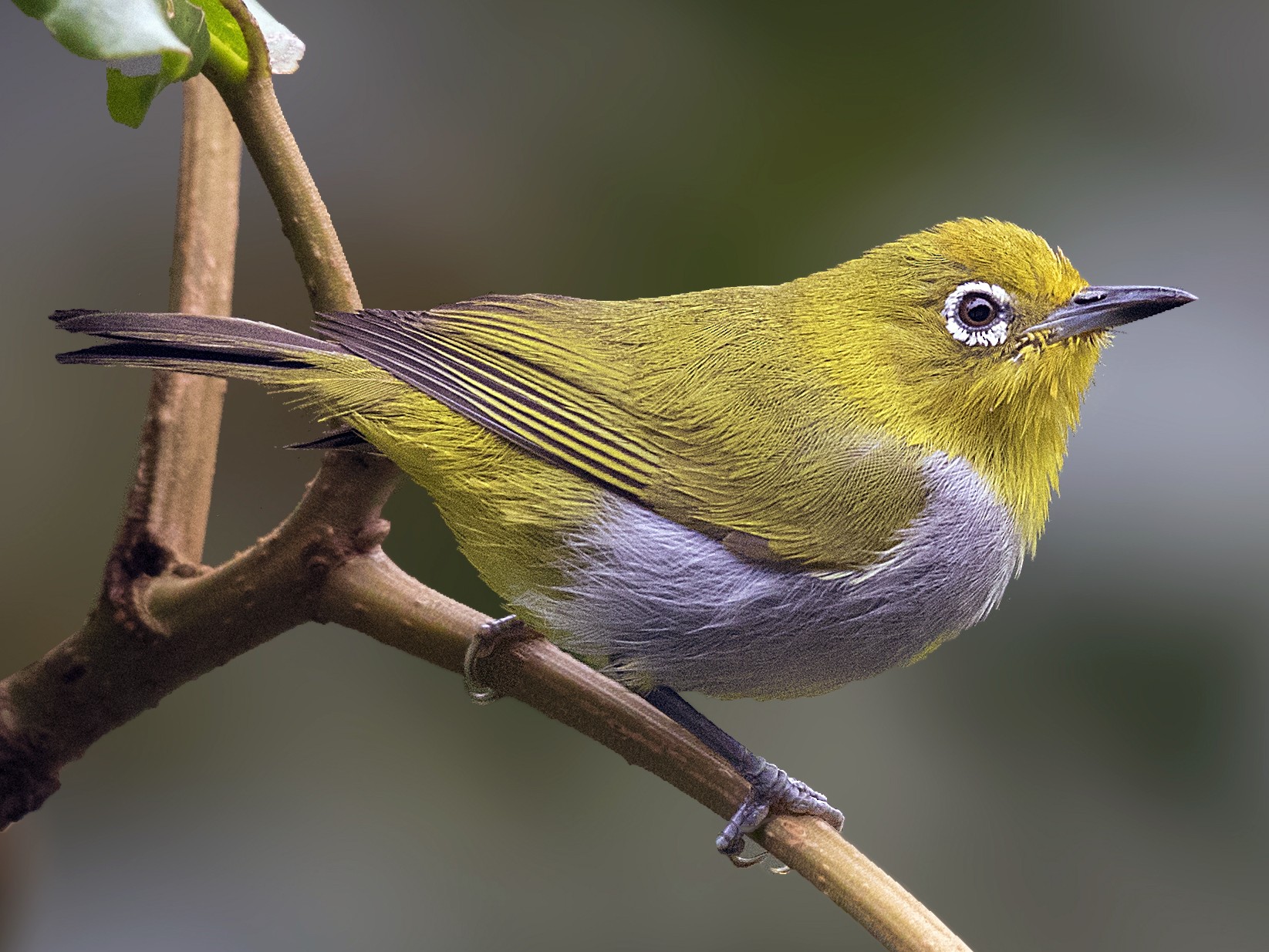 Everett's White-eye - eBird