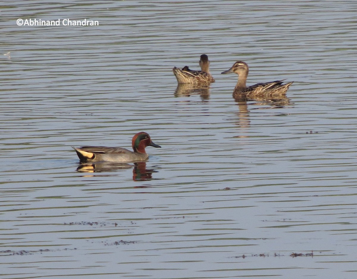 Green-winged Teal - Abhinand C