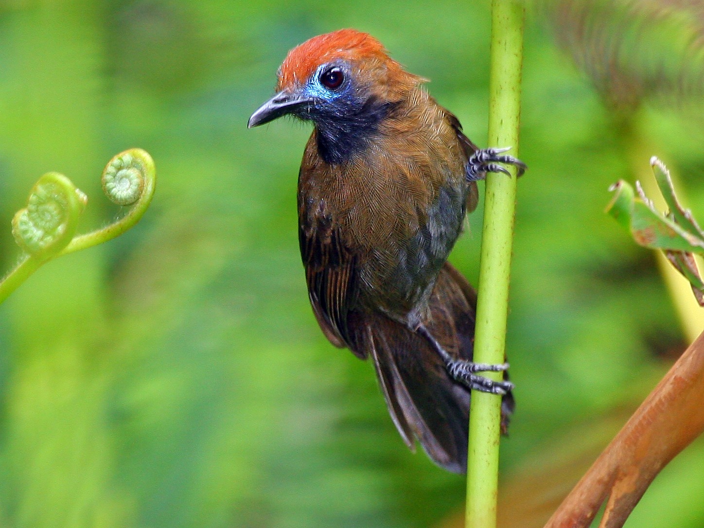 Fluffy-backed Tit-Babbler - Dave Bakewell