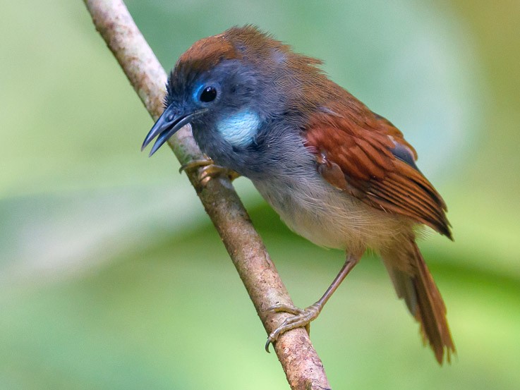 Chestnut-winged Babbler - Leslie Loh