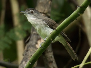  - Sooty-capped Babbler