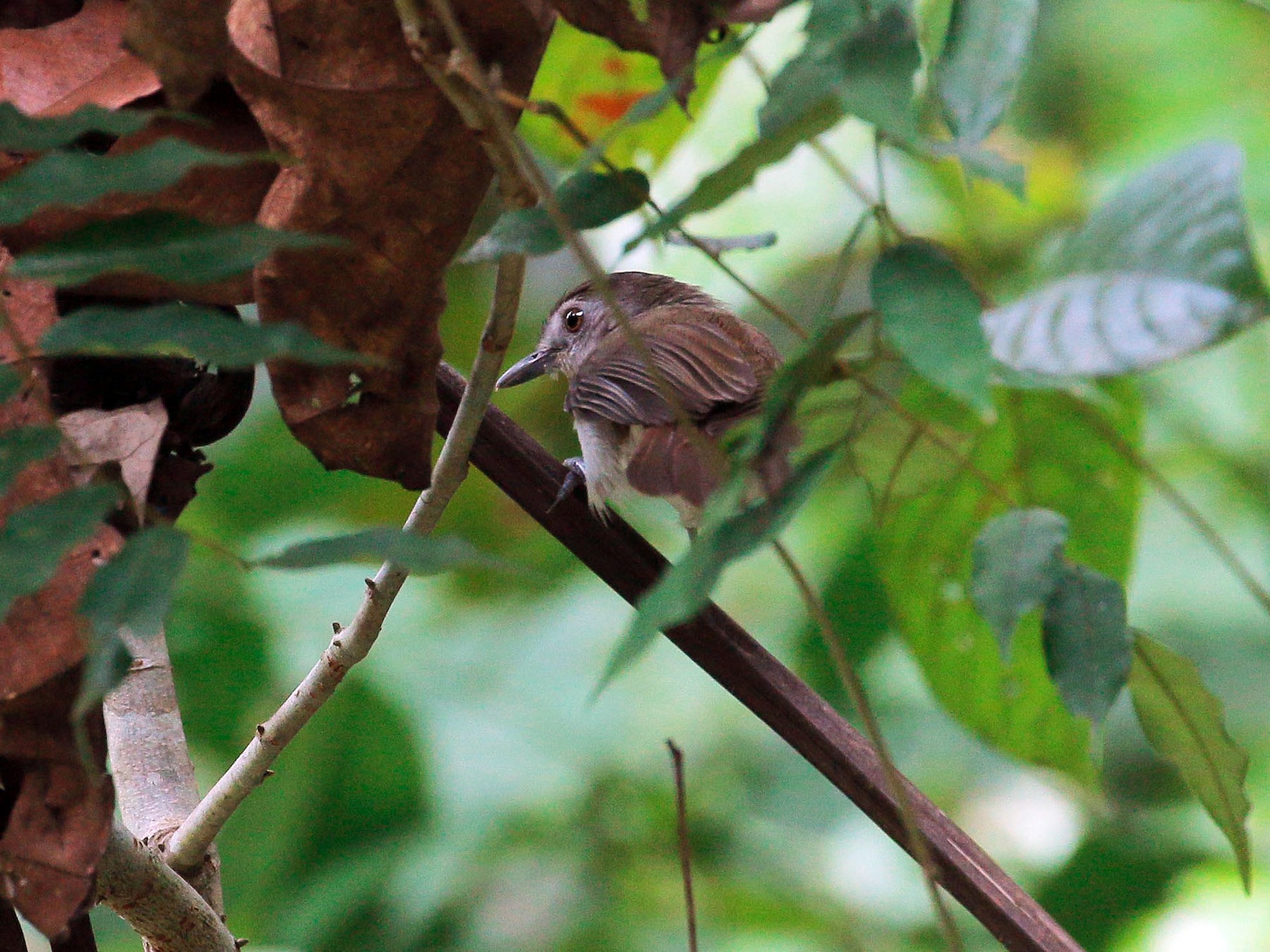 Sooty-capped Babbler - Neoh Hor Kee
