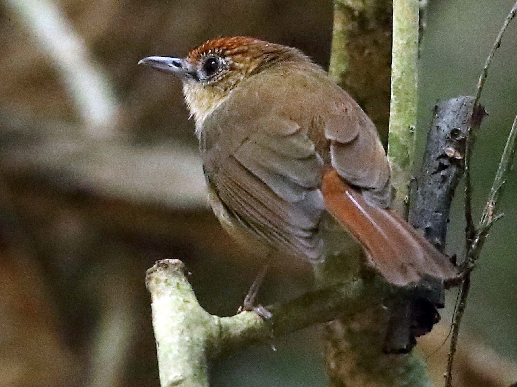Scaly-crowned Babbler - Ly Lan Le Do