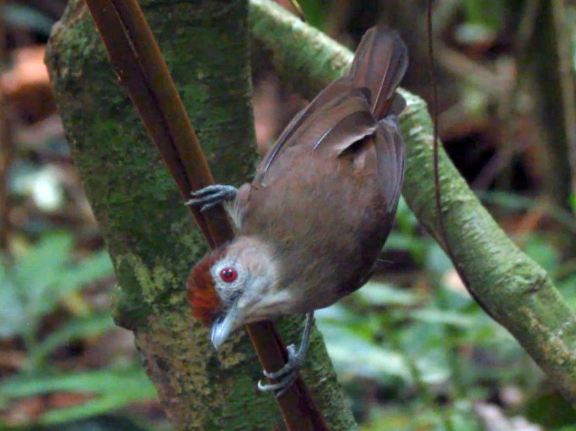 Rufous-crowned Babbler - Micah Riegner