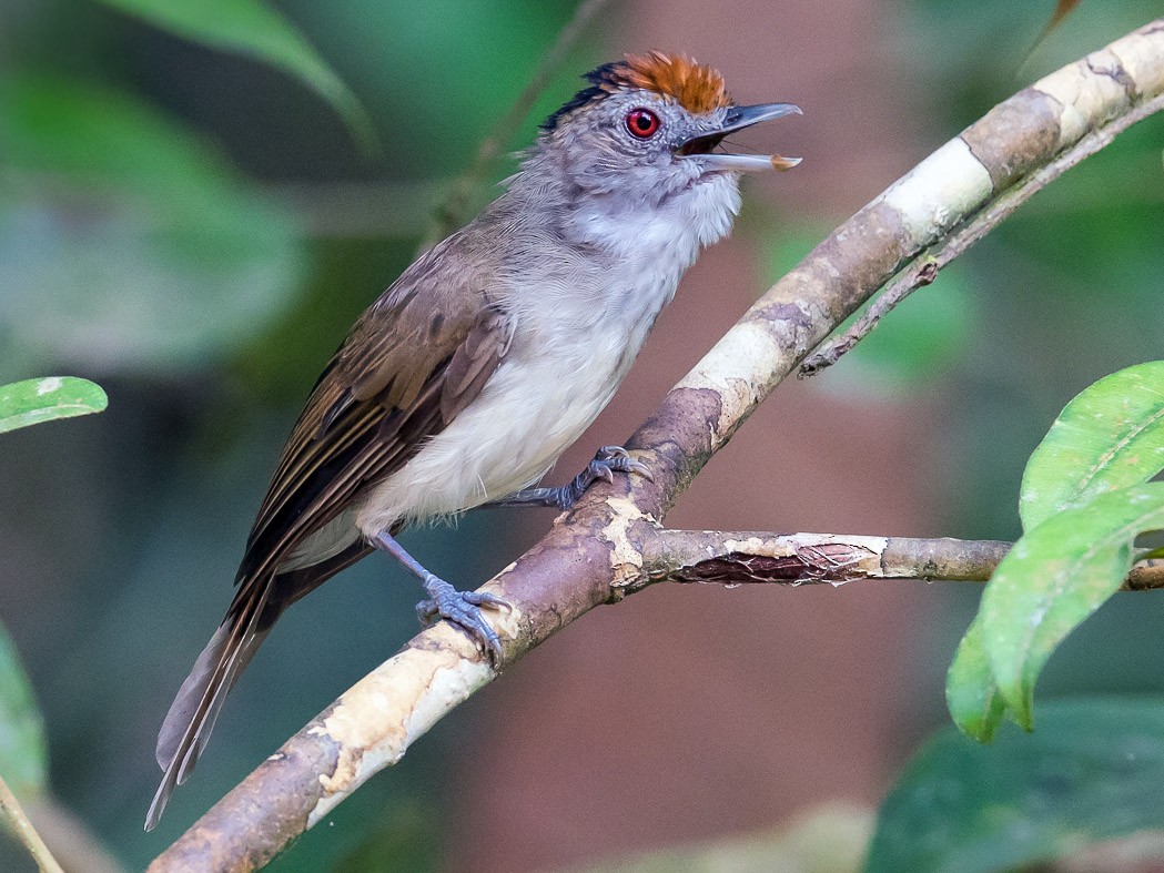 Rufous-crowned Babbler - Leslie Loh