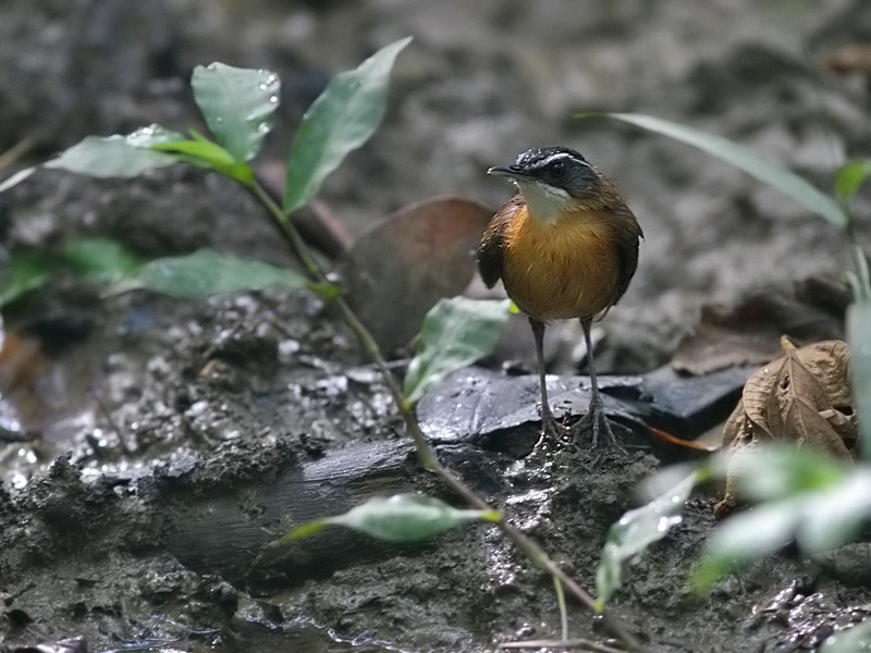 Black-capped Babbler - Peter Ericsson