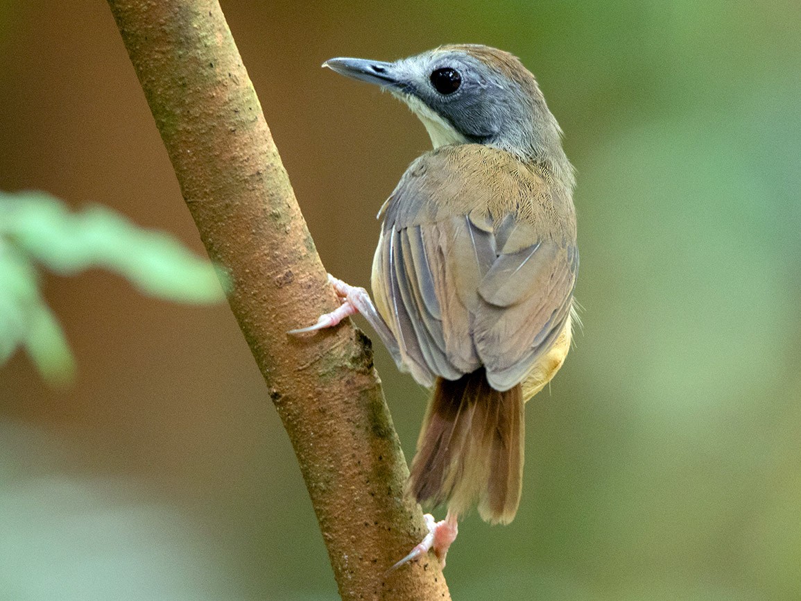 Short-tailed Babbler - Ayuwat Jearwattanakanok